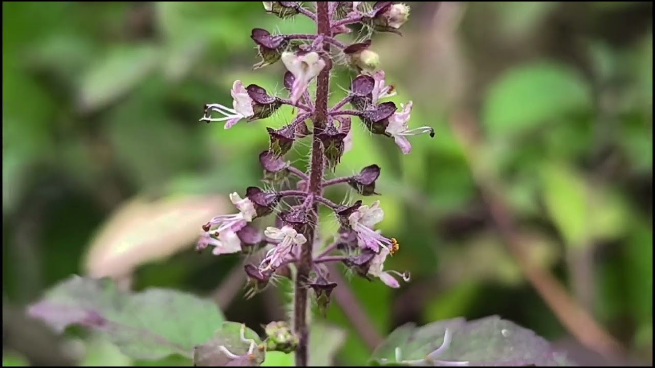 #wildherbs