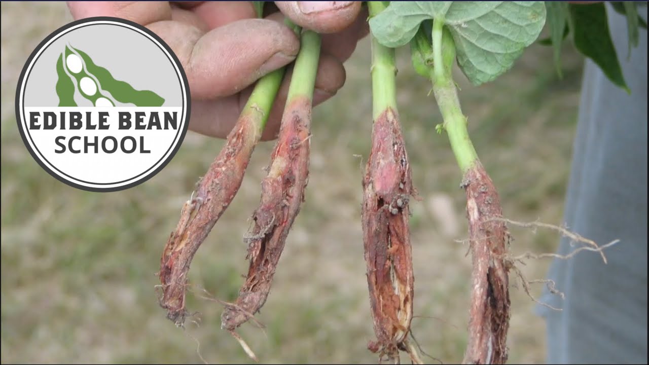 Edible Bean School: Root rots and white mould — learning from a challenging season