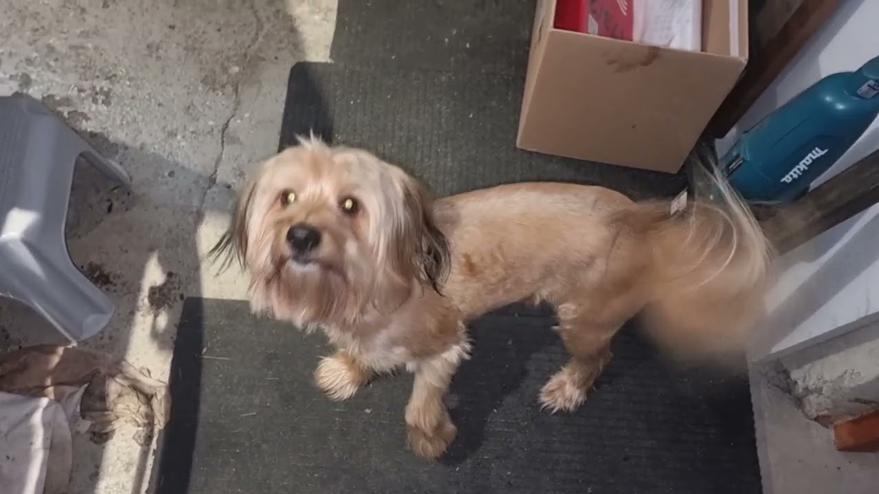 Suzuki Grand Vitara II 2 0 16V 140KM 2008r (Wymiana rozrządu SZOK2)