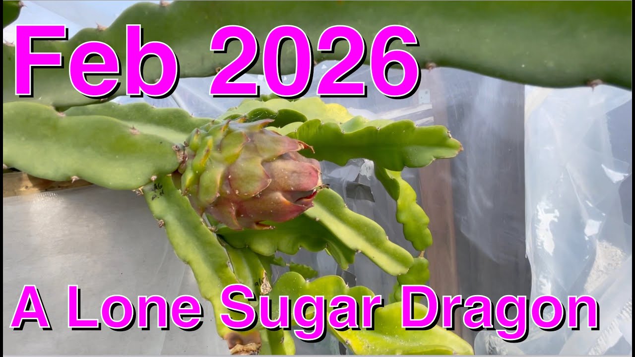 Dragons Early February 2026 - Surviving the Winter!
