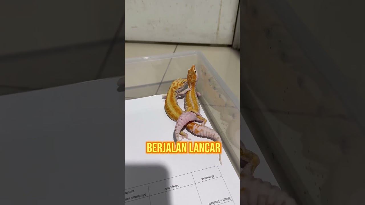 Sisi kelam gecko ☠️ Cek IG : wachigecko.id jika ingin beli gecko 🫶🏻