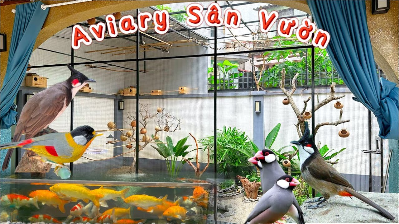 Tham Khảo mẫu AVIARY SÂN VƯỜN diện tích 20m2 CHI PHÍ 25 triệu - Rất thẩm mỹ & nổi bật || Đạt Bird TV