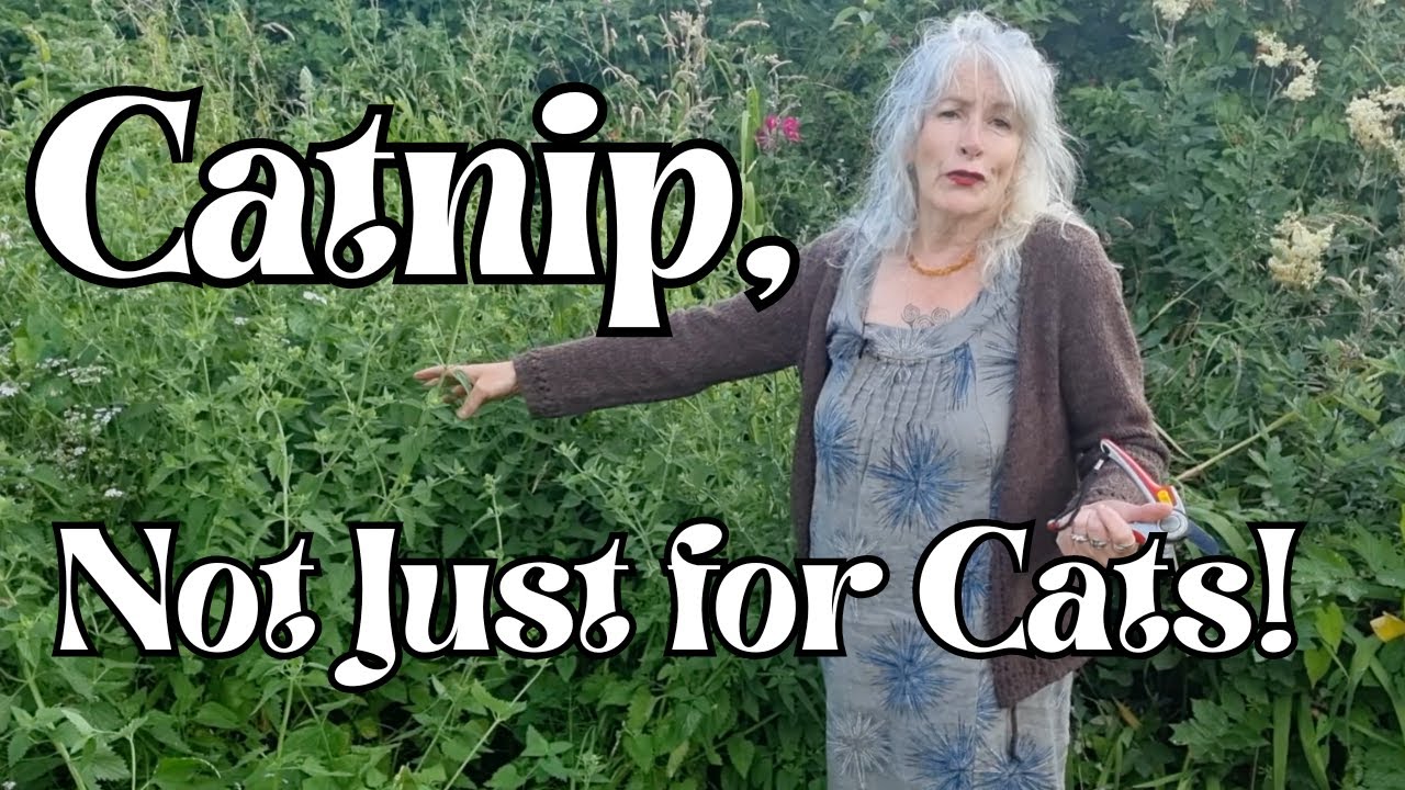 Catnip, Not Just for Cats!