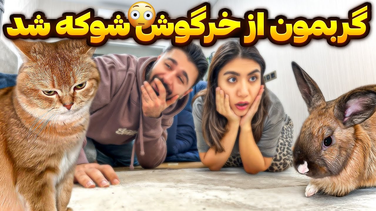 خرگوش جای گربمون رو گرفت؟