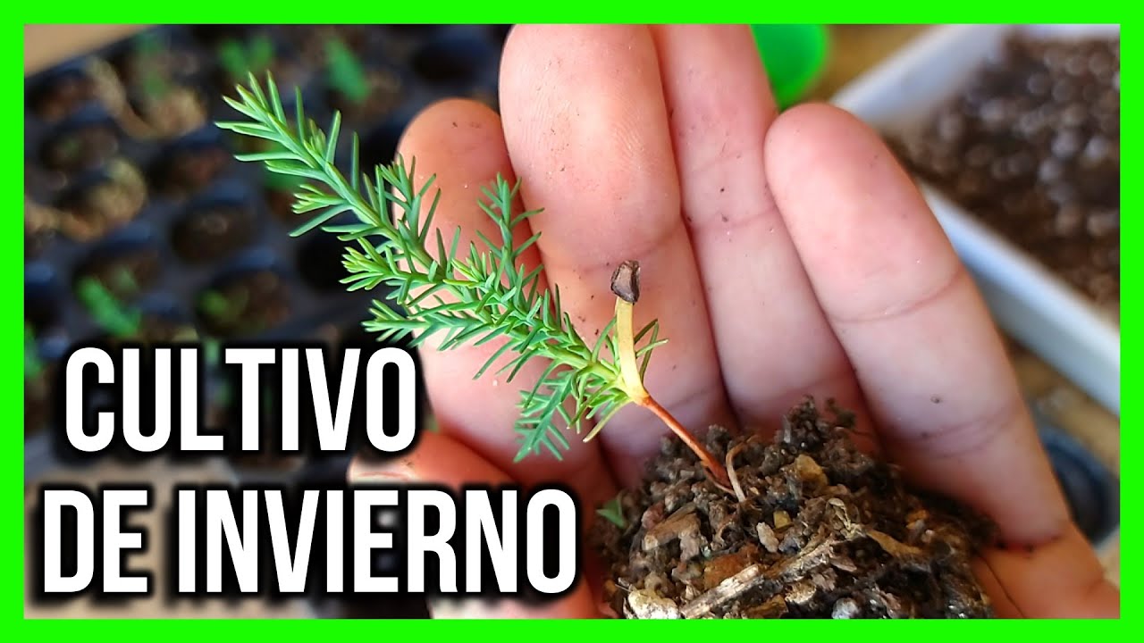 TRASPLANTE DE CIPRES SEMILLAS SIN ESTRATIFICAR para bonsái huerta y jardín