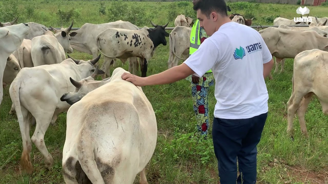 Qurbani / Udhiyyah For Needies || Qurbani Is Gain Happiness On Innocent Faces || Donate Now || UAMA