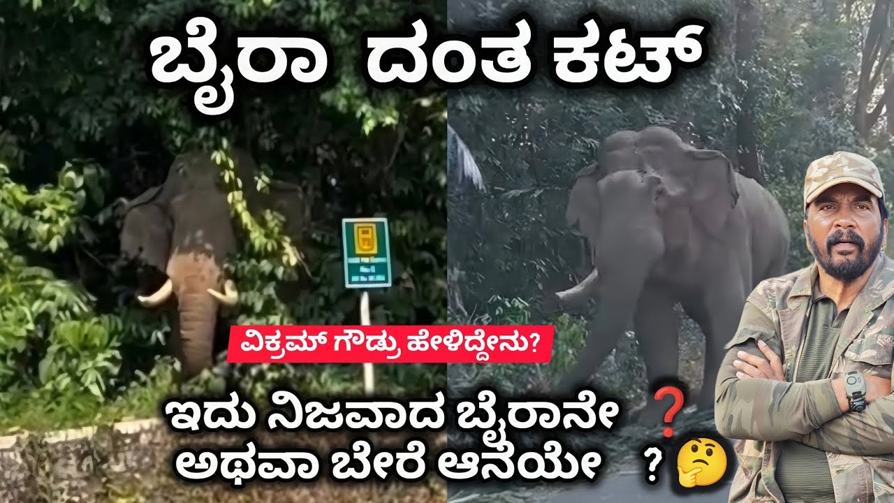 ಬೈರಾ ಎನ್ನಲಾಗುತ್ತಿರುವ ಈ ಆನೆ ನಿಜವಾಗಿಯೂ ಅವನೇನಾ?ಅವನೊಂದಿಗೆ ಮುಖಾಮುಖಿ ಆದ ಆನೆ ಯಾವುದು? ವಿಕ್ರಮ್ ಗೌಡ್ರು 🔥