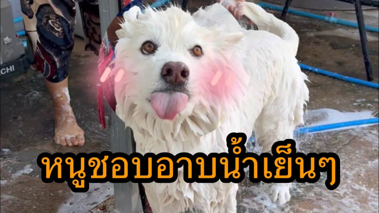 หมีขาวที่ทุกบ้านควรมี | ว่านอนสอนง่ายเดินเล่นเองได้อาบน้ำเก่งช่างเจรจาไม่ชอบทะเลาะกับใคร