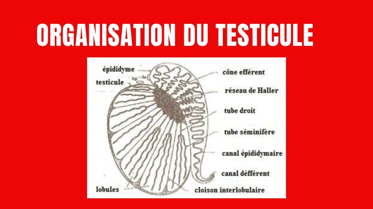 Structure macroscopique du testicule