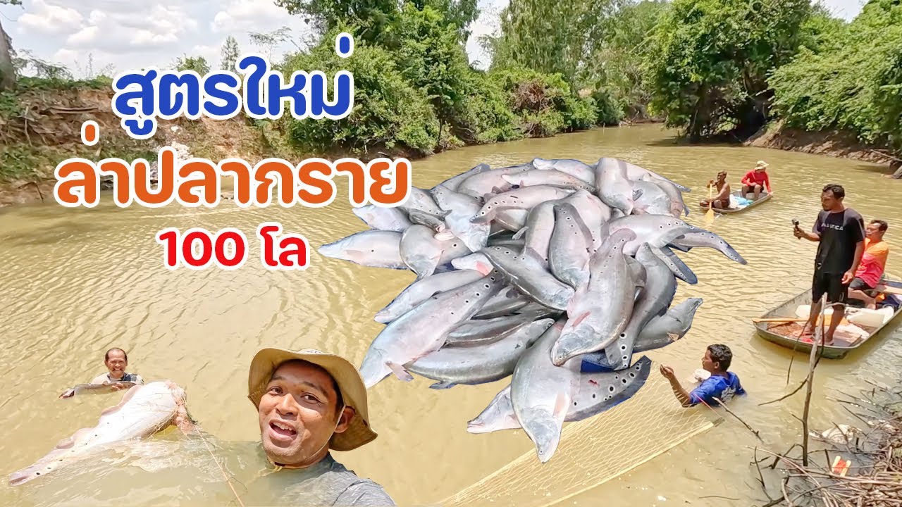 สูตรใหม่ จับปลากรายใหญ่ ที่ไม่เคยเห็นมาก่อน ได้เป็น 100 โล