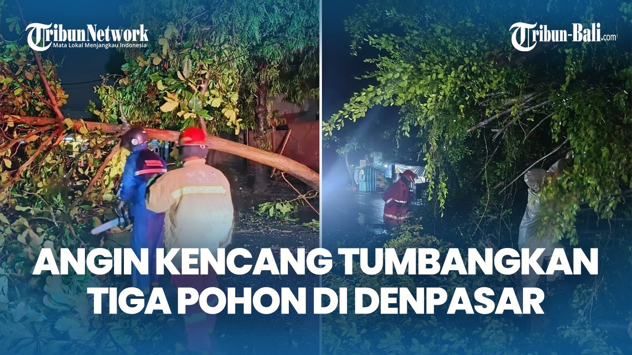 Angin Kencang 65 Km/Jam Terjang Denpasar, Tiga Pohon Besar Tumbang di Sejumlah Ruas Jalan
