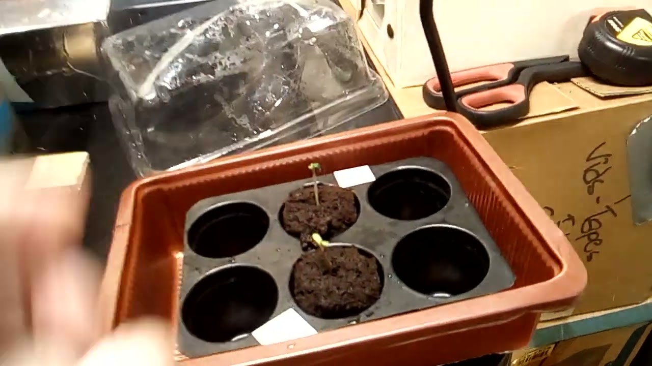 Rapid rooters update 🌱🌱