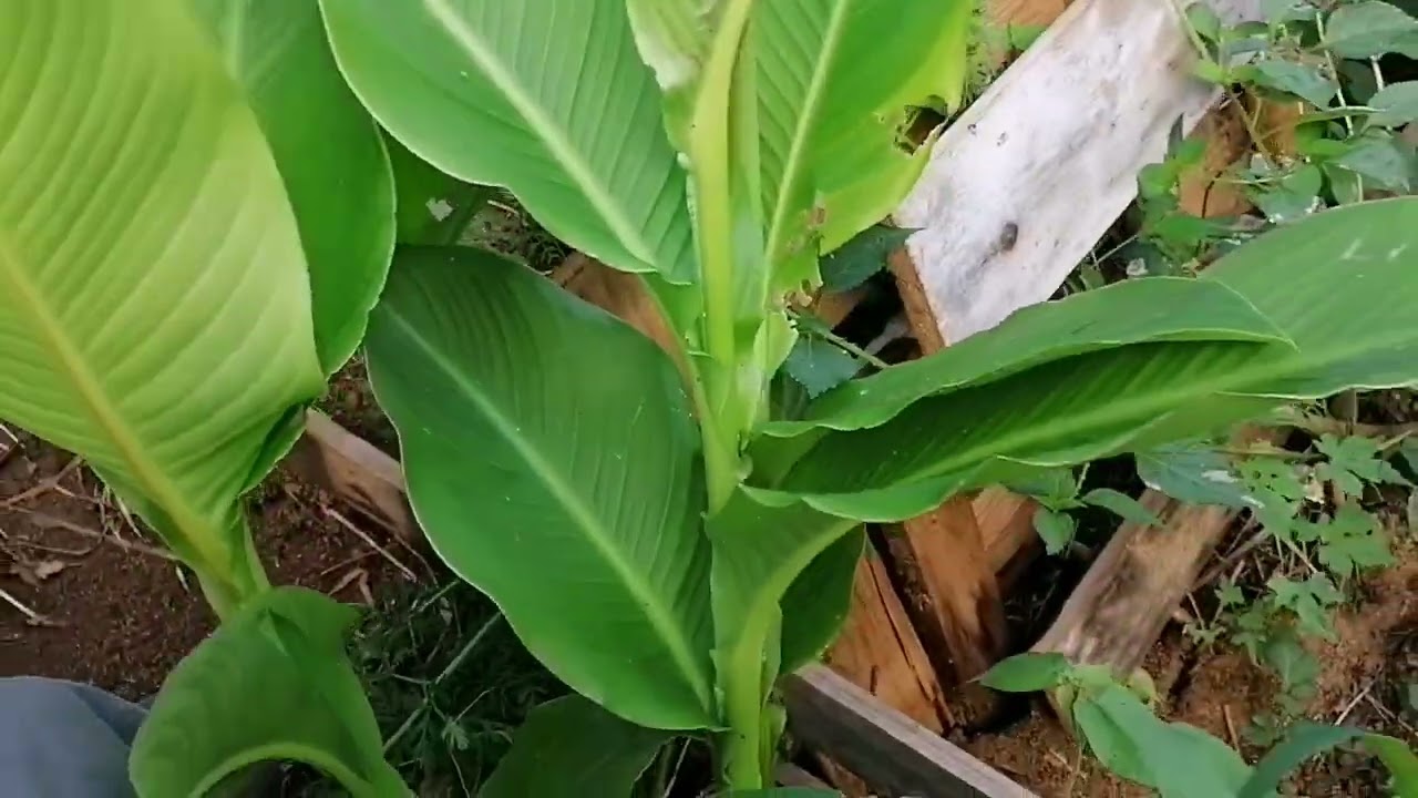 Avancé du potager Mai 2022, 974, La Réunion
