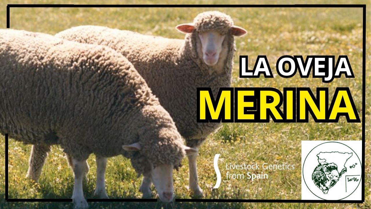 CONOCE a la OVEJA MERINA - Livestock Genetics Form Spain