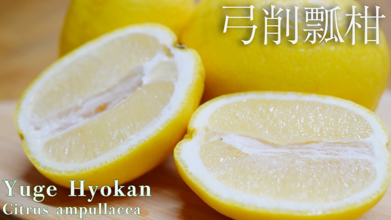 世界の果物を食べる！【日本愛媛編】日本の果物 弓削瓢柑！Citrus ampullacea 'Yuge Hyokan'