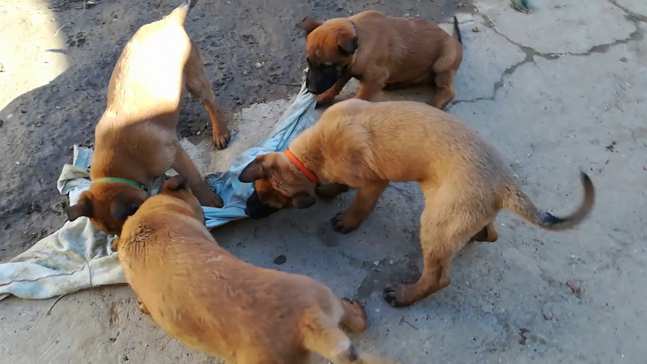 ŠTENCI BELGIJSKI OVČAR MALINOIS 2 I POL MJESECA STARI