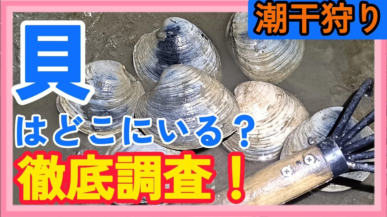 【江●川放水路】潮干狩り新規ポイントを開拓する！貝はどこにいるのか…😰
