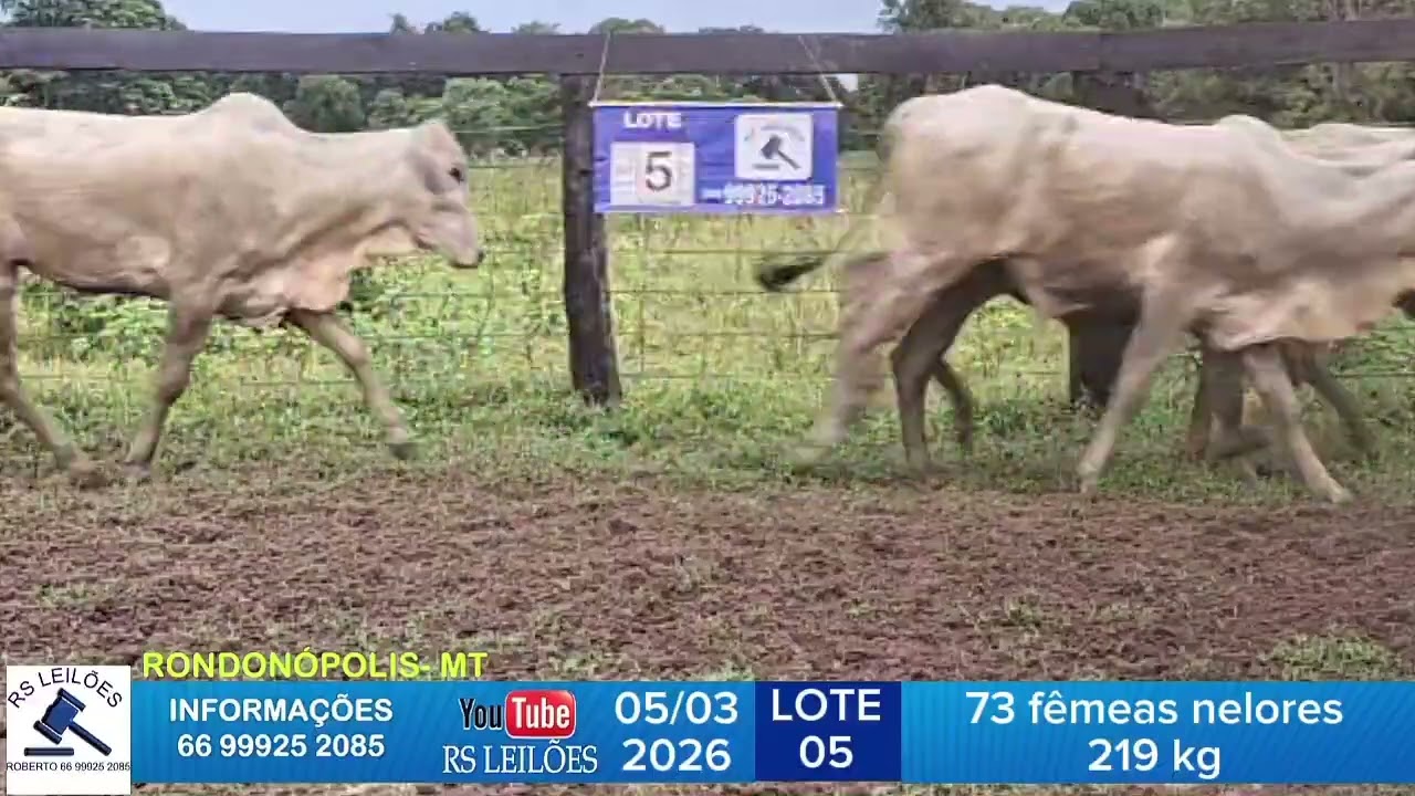 LOTE 05 - 73 FÊMEAS NELORES - 219 KG