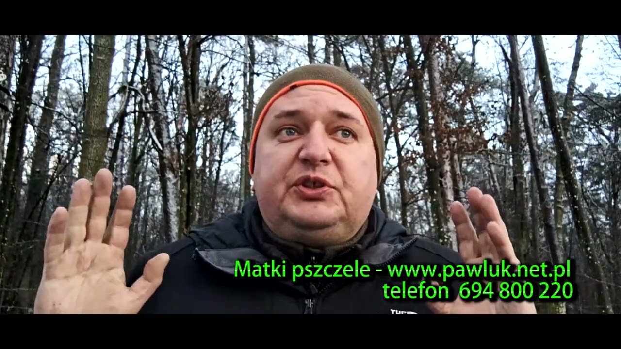 Buckfast czy Krainka na małe pożytki, pszczoły VSH, odporne na warrozę, ile rodzin na pasiece?