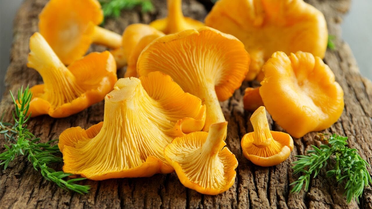 Amintiri cu bunătăţi... 🔥 Tocăniţă de Gălbiori, gătită pe foc la tuci, cu mămăliguţă 🔥 
