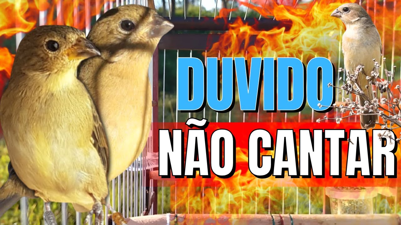 Melhor Piado de fêmea de papa capim para Foguear Papa capim tui tui