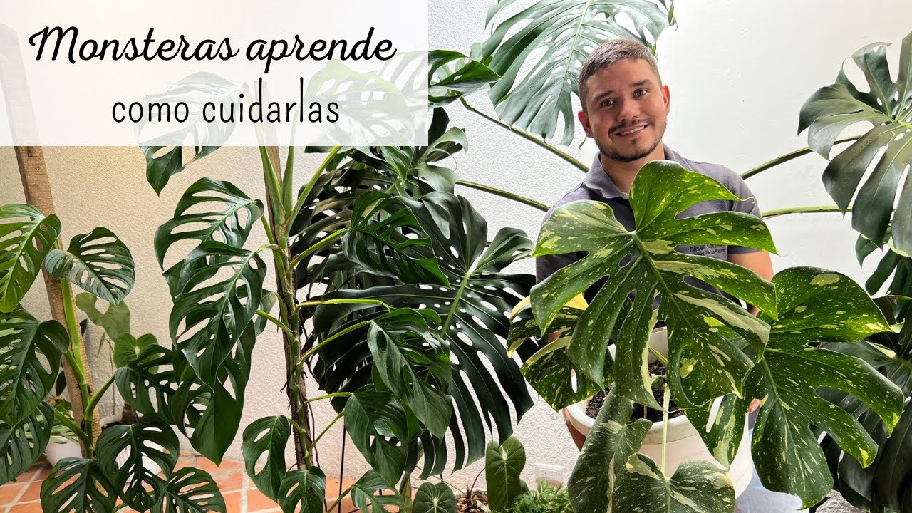 MONSTERAS PLANTAS  de interior infaltables en tu hogar | Cuidados monsteras / Costilla de adán