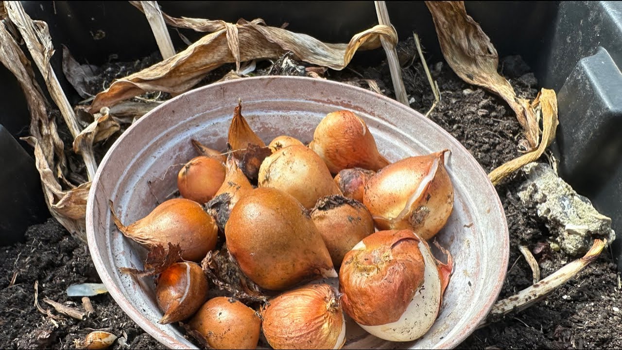 Gardeners Tips for Tulips in June-July | Tulips Bulbs Collection | When and Why #growyourown #garden