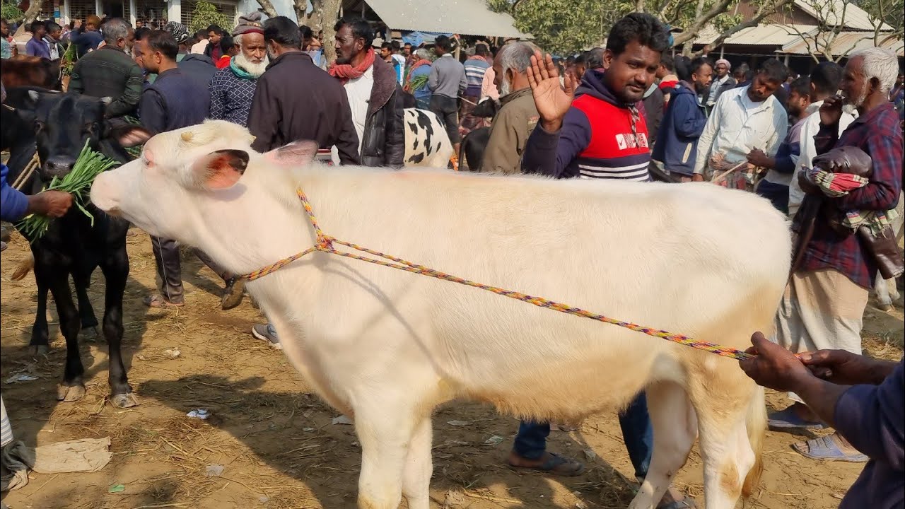 @আজ ১৬ জানুয়ারি ২৬ | ফ্রিজিয়ান বকনা বাছুর গরুর দাম | আমবাড়ি হাট | দিনাজপুর 