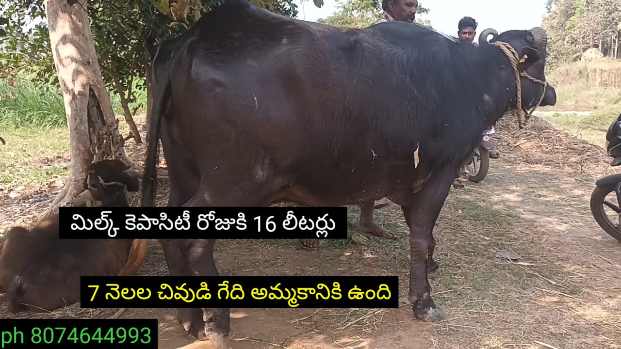 7 నెలల చివుడి గేది అమ్మకానికి ఉంది | 7 months pregnant buffalo for sale | Barrelu | buffaloe sale 