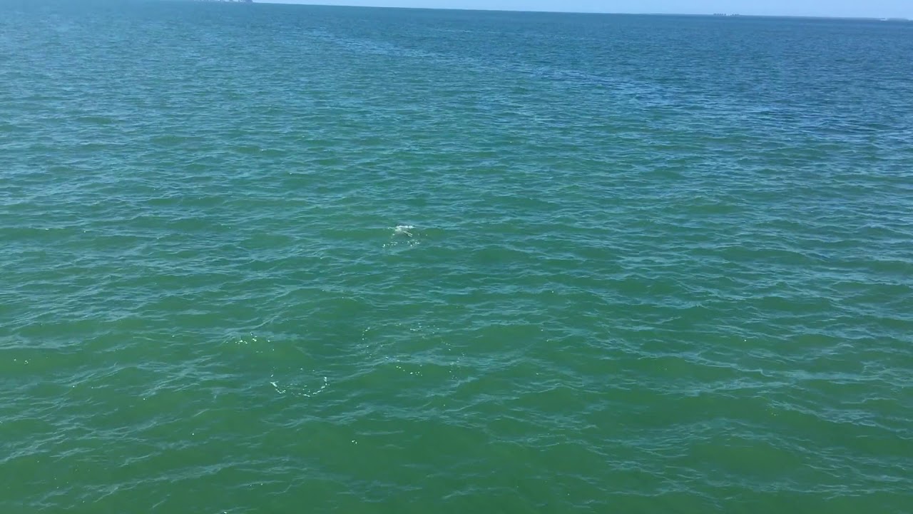 Dolphin Stealing Fish From People