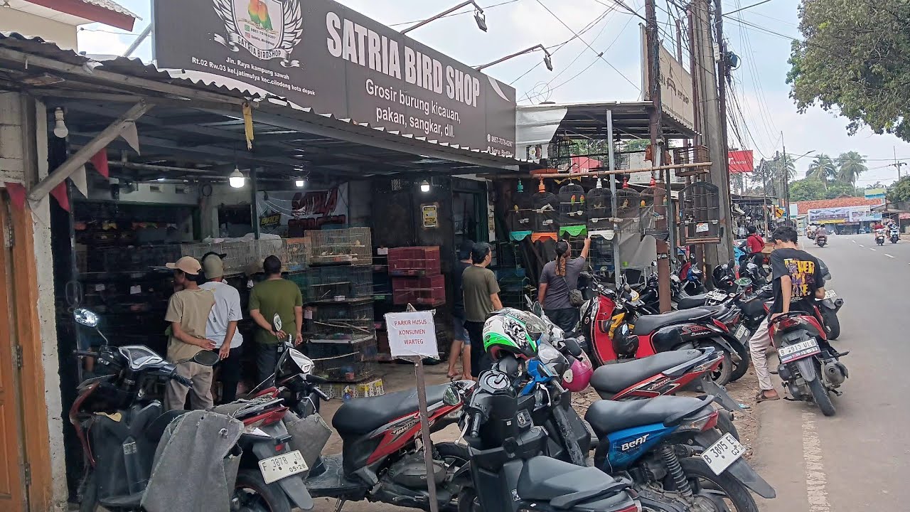 Update stock hari sabtu 21 Februari 2026 bongkaran murai dan kenari luber se kebon gacor dor semua