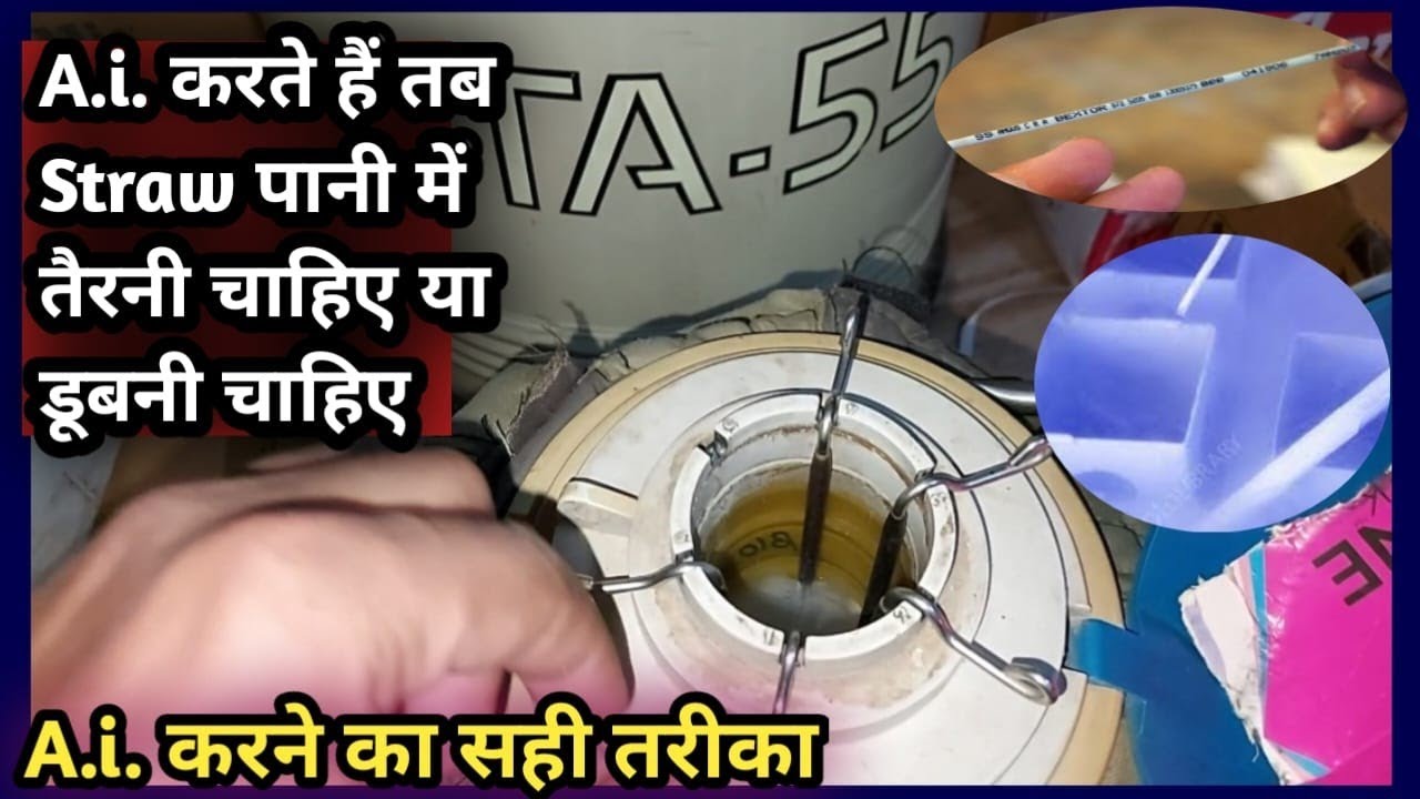 A.i. करते हैं तब Straw thawing करने पर पानी में तैरनी चाहिए या डूबनी चाहिए||A.i. करने का सही तरीका