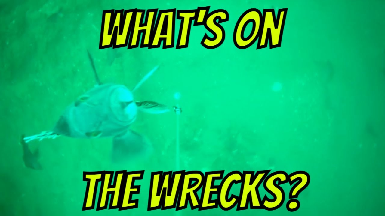 What's offshore on Virginia Beach Wrecks in late March