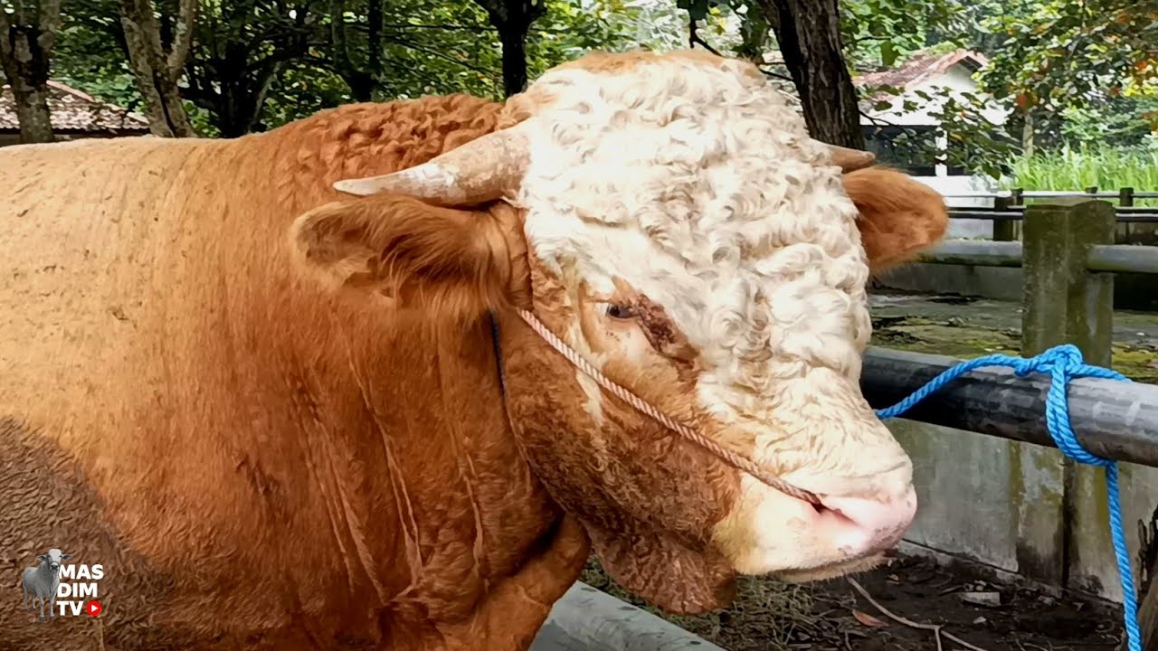 Sapi Raksana Terbesar, Terberat, Dan Termahal Di Pasar Sapi Ambarketawang Jogja !!