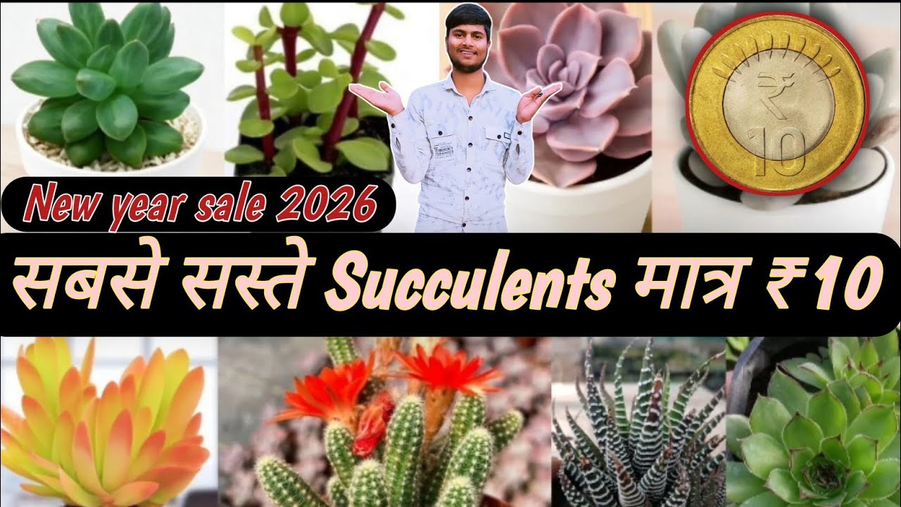 🔴Succulents पौधे सिर्फ ₹10 में? 😱 यकीन नहीं होगा!