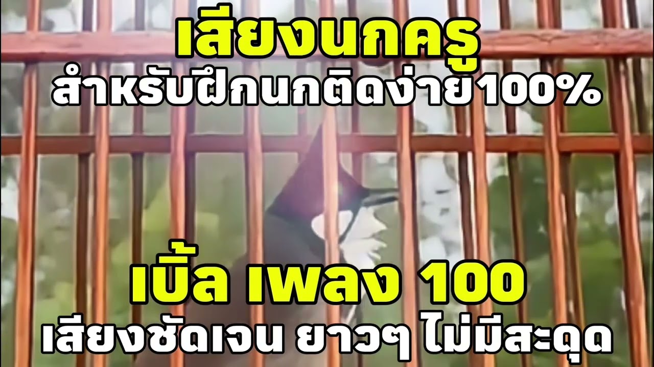 เสียงนกกรงหัวจุก เบิ้ล เพลง 100 เสียงชัดเจน ยาวๆไม่มีสะดุด ฝึกนกติดง่ายๆ #เสียงนกครู #นกเบิ้ลอาชีพ