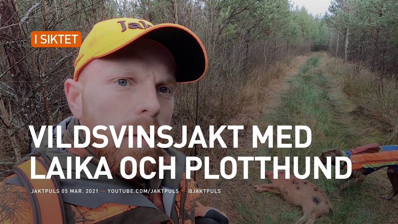 Vildsvinsjakt med laika & plotthund