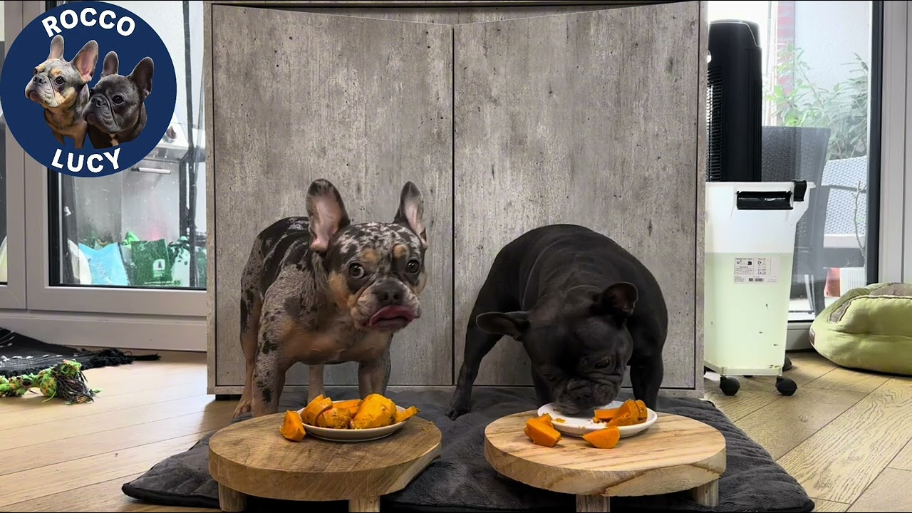 You Won’t Believe How Fast My Frenchies Ate Sweet Potato! 😳🍠 #frenchbulldog #frenchielife #frenchie