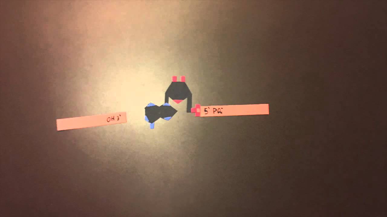RNA Ligase
