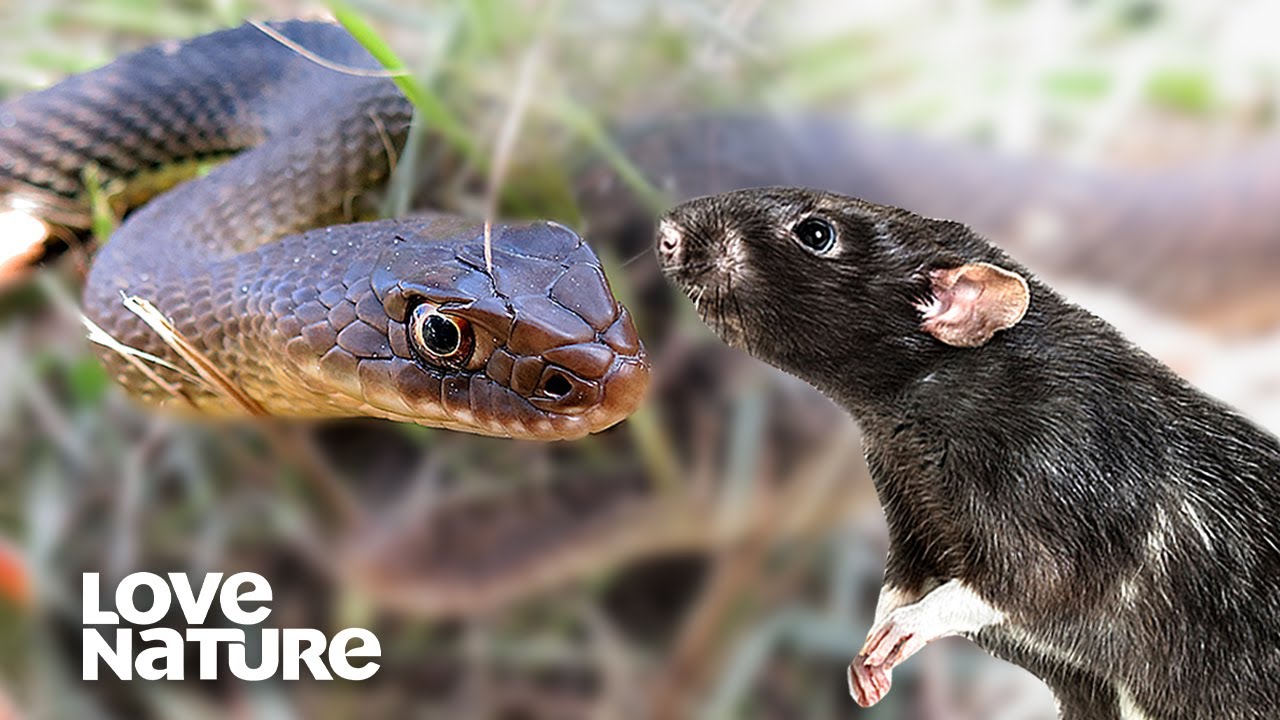 Rat vs. Snake: Unlikely Victory