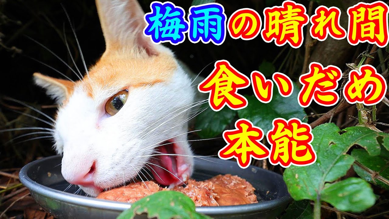 梅雨の晴れ間に凶暴な猫にご飯をあげたら・・・ さくらねこたちへの給餌