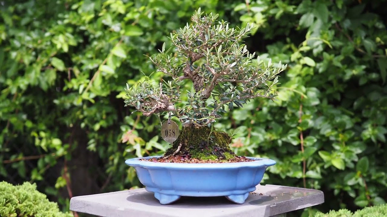 Plant City Bonsai - Summer 2024 Nursery Tour