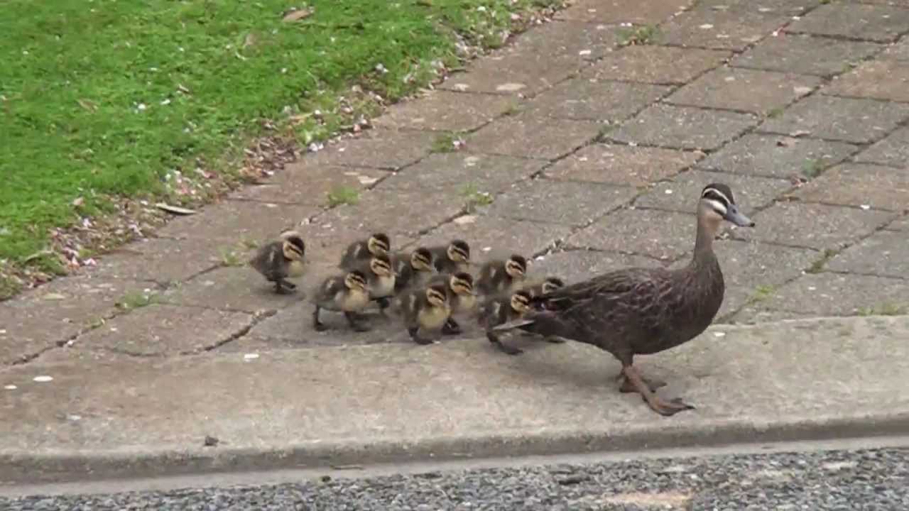 Pacific Black Duck & Babies