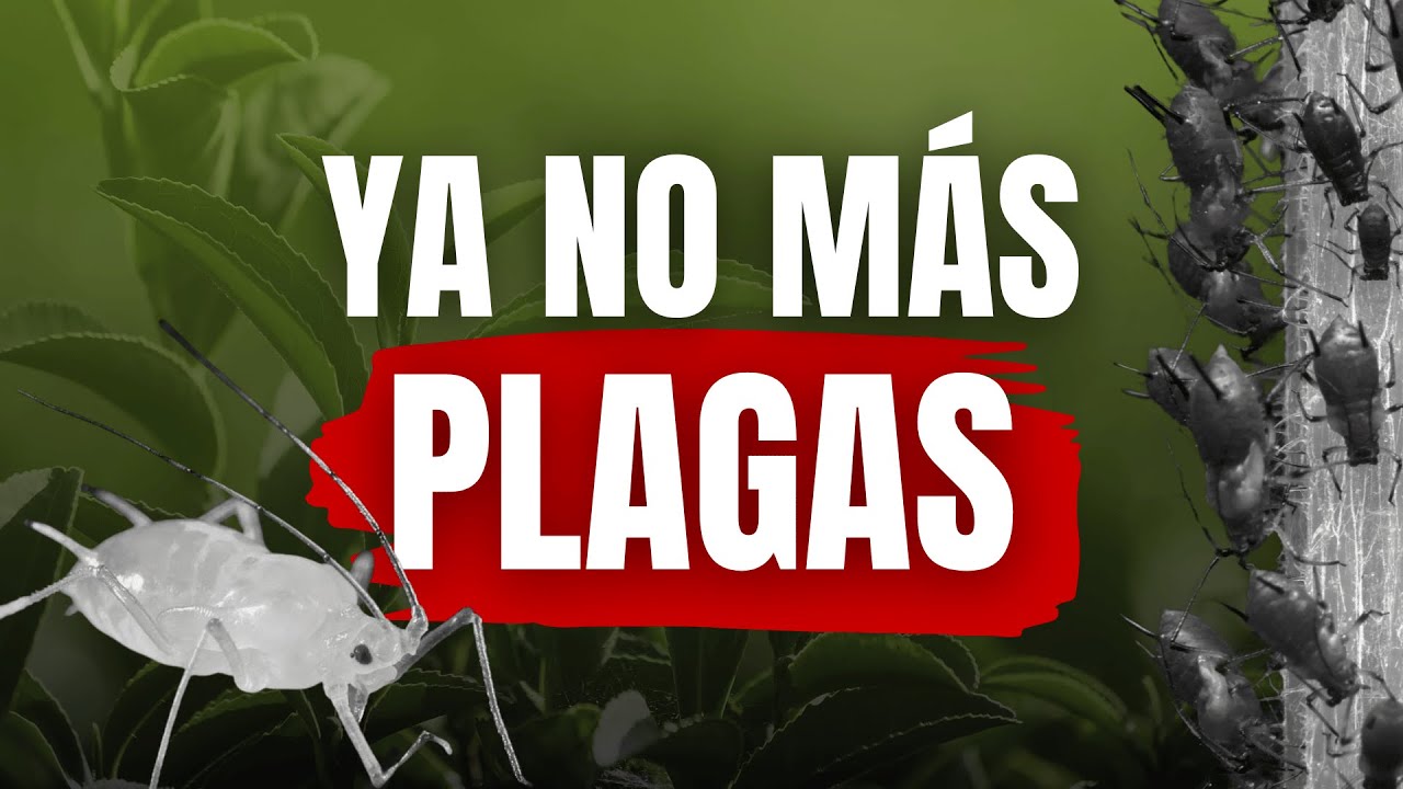 Plagas en cultivos: cómo evitarlas sin pesticidas