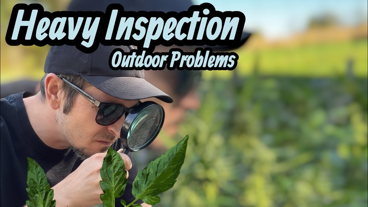 Outdoor Grow + Dealing with Rain & Mold Risk 