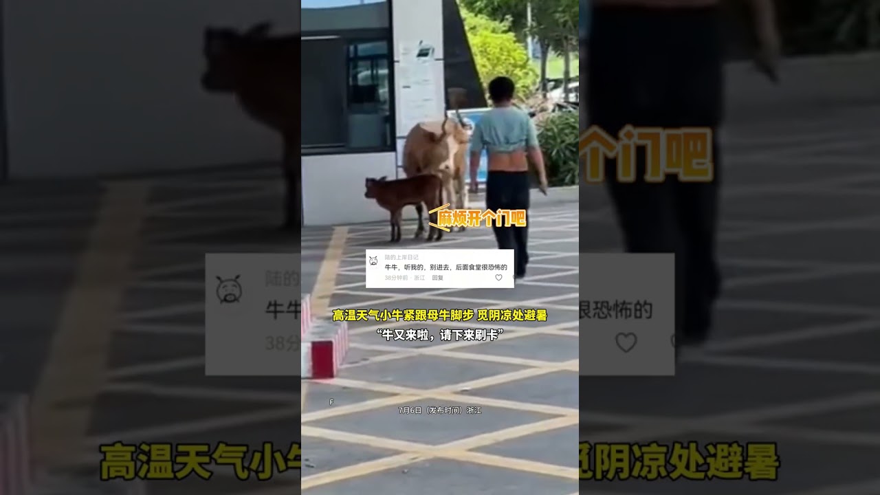 高溫天氣小牛緊跟母牛腳步覓陰涼處避暑