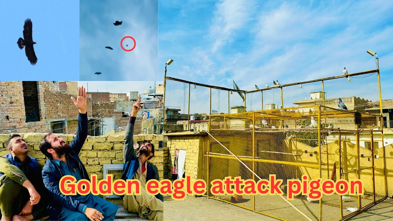 Golden eagle attack pigeon 😱| Dar pigeons club | #pigeon #bird #kabuterbazi #kabootar #pigeonlover