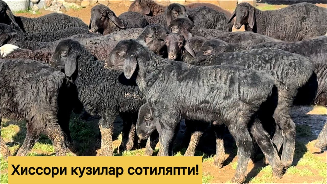 Хиссори кузилар сотиляпти! 997425060☎️ 918109594☎️