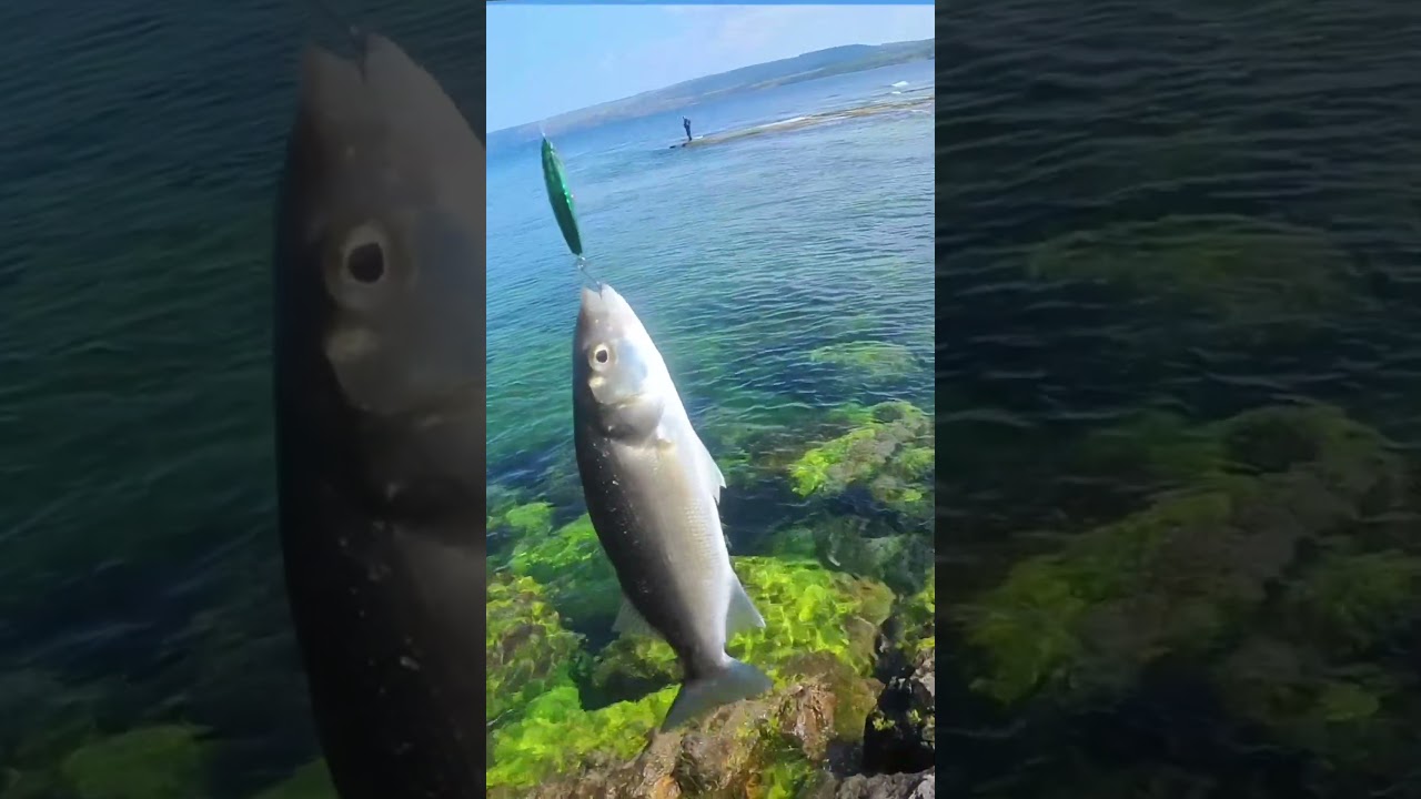 Sea Bass Feeding Frenzy 