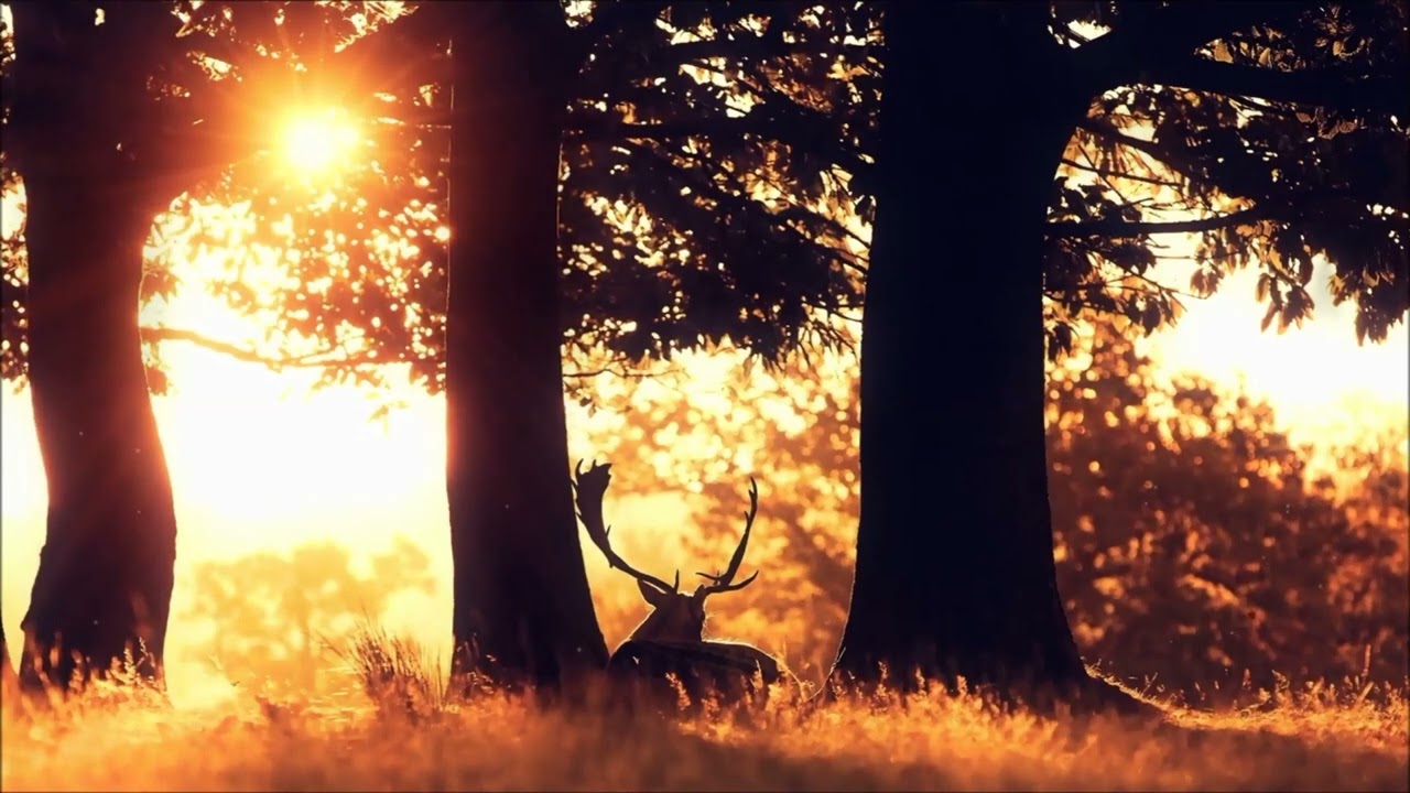 Relaxing Music ~ f&uuml;r Kinder und Erwachsene ~ schnell einschlafen durchschlafen Ambiente | Om Shanti
